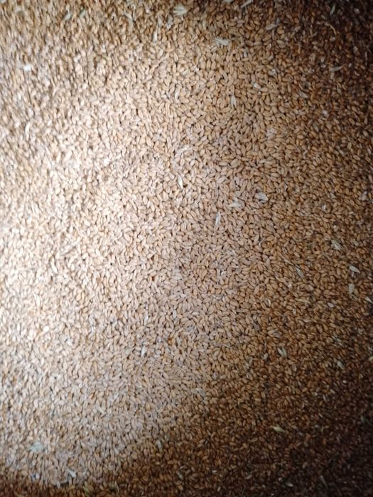 Продам пшеницю        .