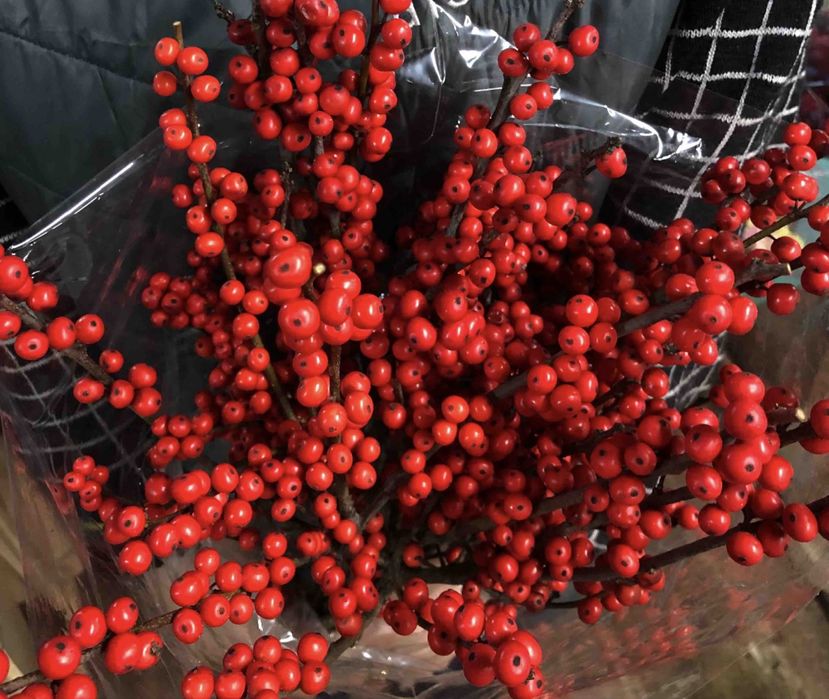 Нобіліс, ель, сосна, ялинка