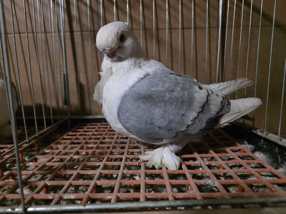 Gołębie Mewka Orientalna Bluet