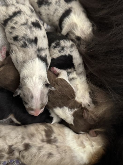 Австралійська вівчарка ауссі / австралийская овчарка аусси /Australian Shepherd
