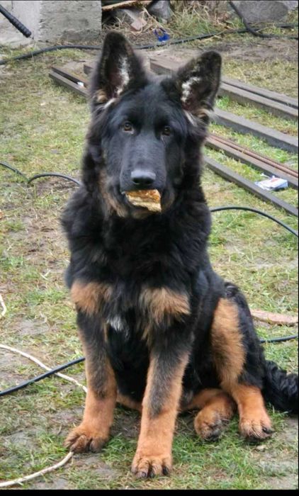 Щенки длинношерстной немецкой овчарки. Питомник Shaggy-covey.