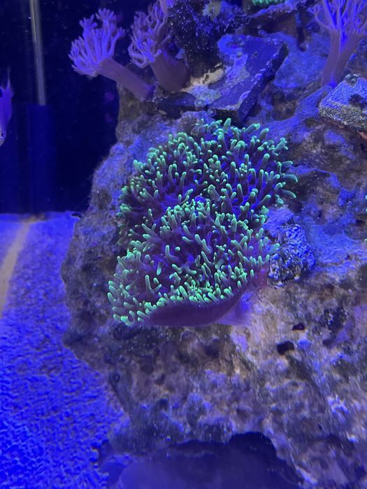 Rhodactis fluo ok 6 cm