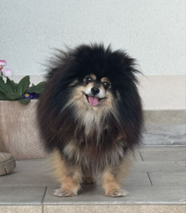 Szpic miniaturowy pomeranian piesek z rodowodem black tan