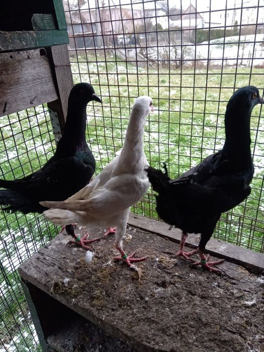 Gołębie kurak malotański