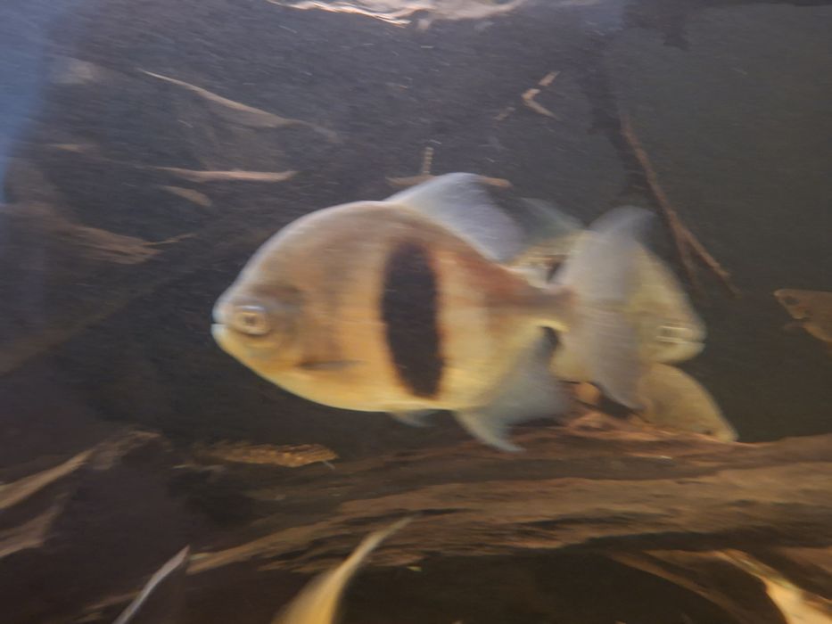 Płaskobok Myloplus Schombutgkii