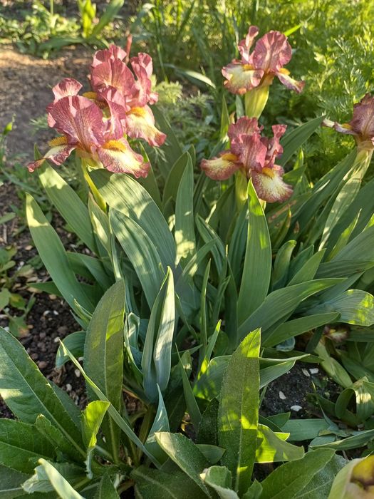 Карликовий  ірис