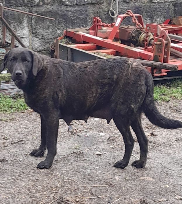 Cachorro Castro laboreiro