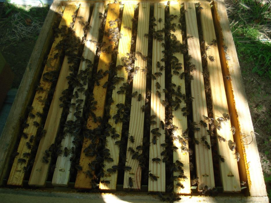Colmeias de Abelhas