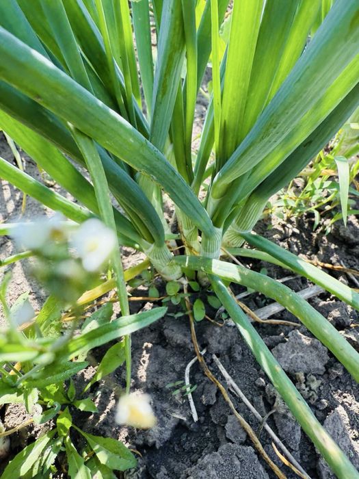 Шалот, корчуха, кущівка цибуля. Продам.