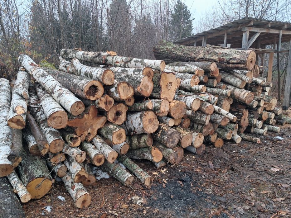 Brzoza pocieta i polupana opal