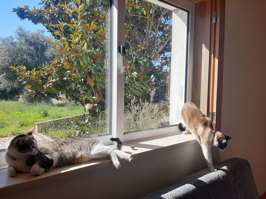 CAT HOTEL. Hotel para gatos. Hospedagem Familiar para Gatos