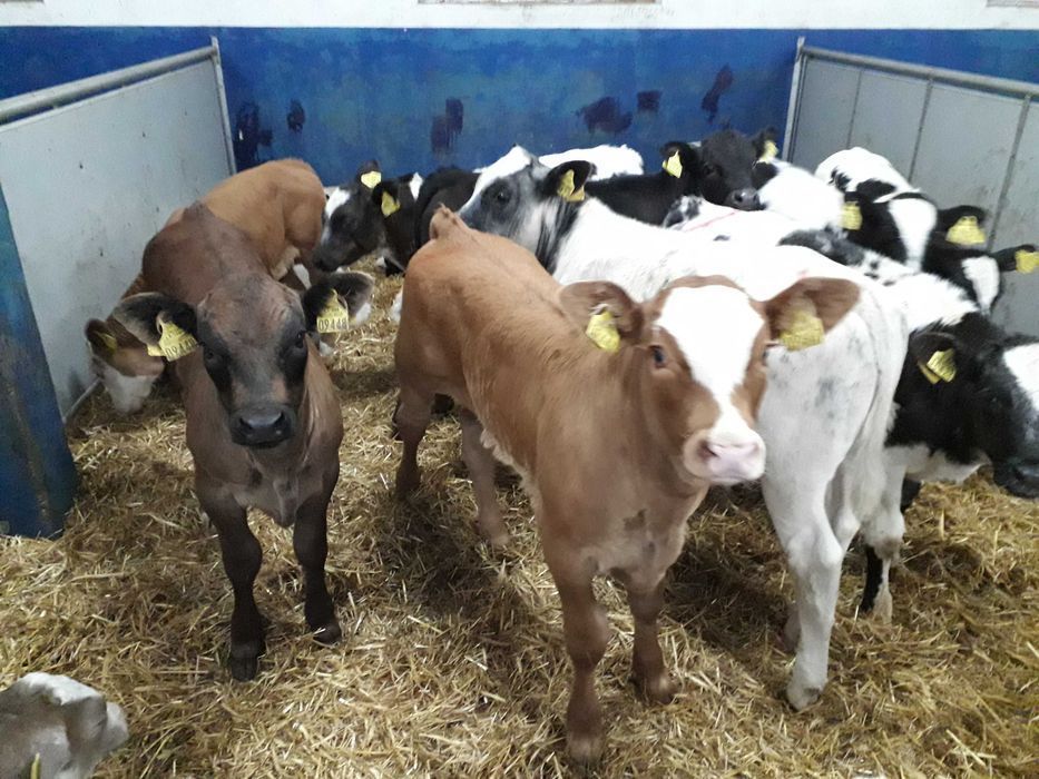 Cielęta z odpajalni, byczki, jałówki 60-200kg, raty