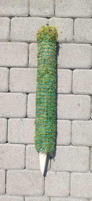 Palik z mchu naturalnego 60 cm