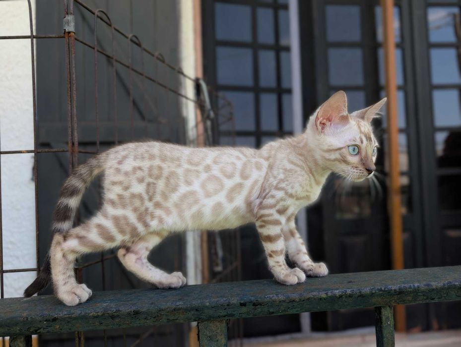 Snow Gatinho de bengala (macho)