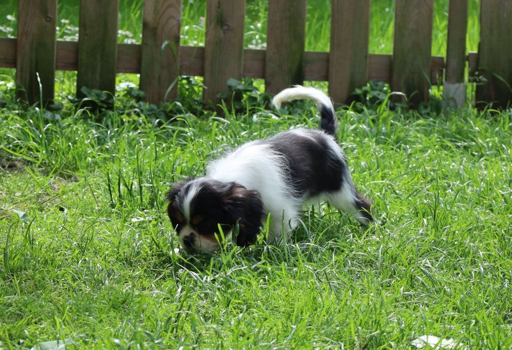 Cavalier - FCI Chłopczyk