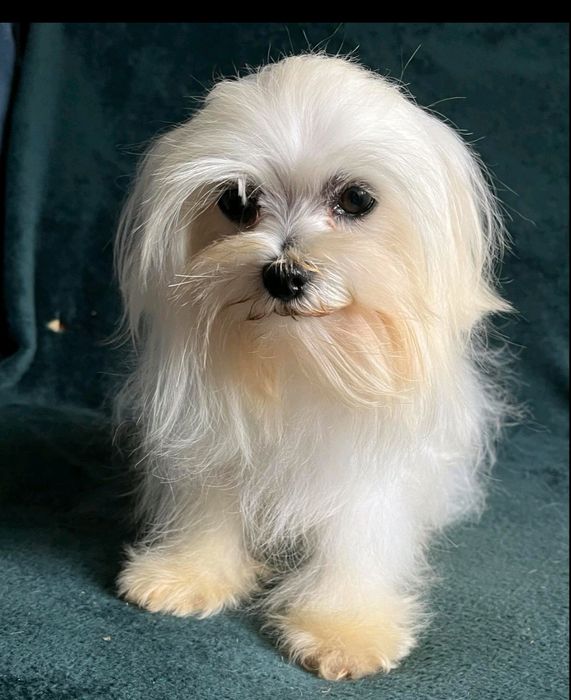 Мальтезе мальчик