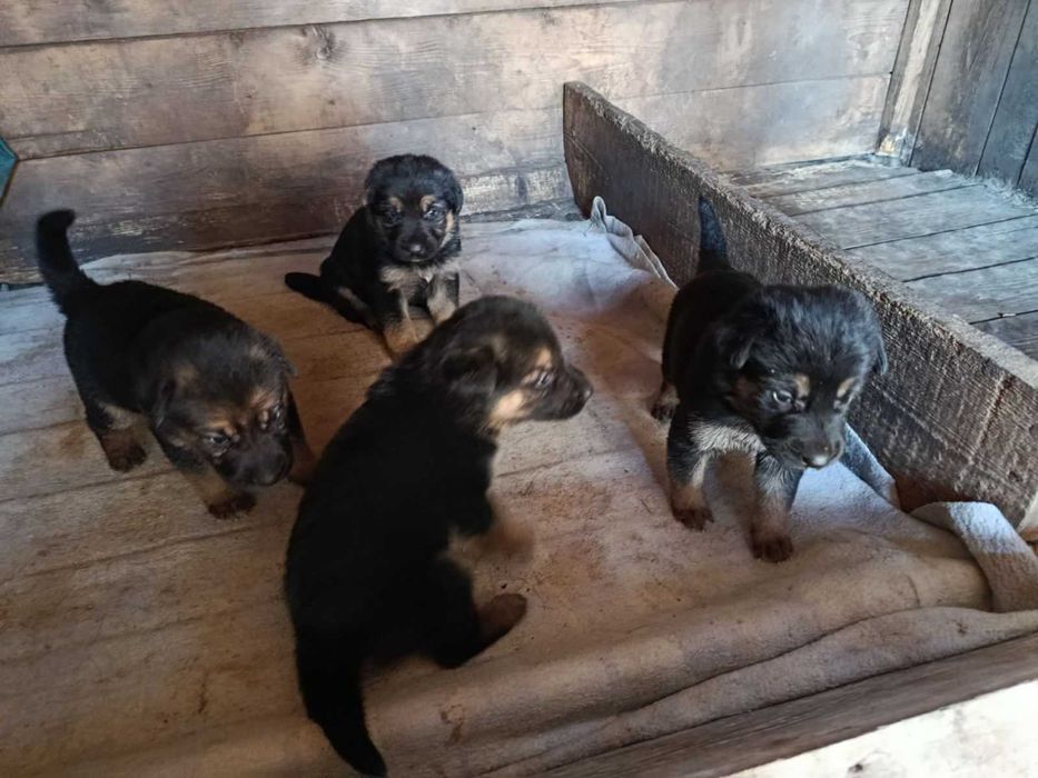 Цуценята німецької вівчарки