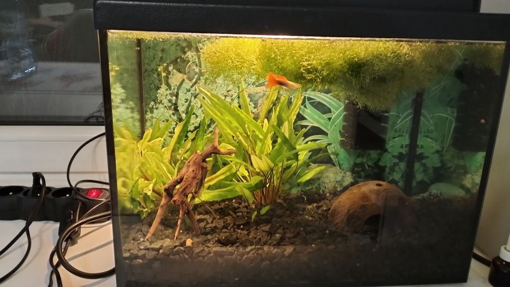 Akwarium z wyposażeniem