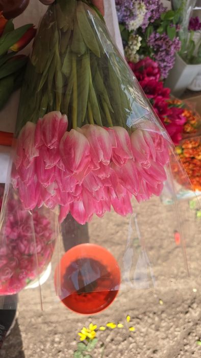 Тюльпан ОПТОМ від 30грн