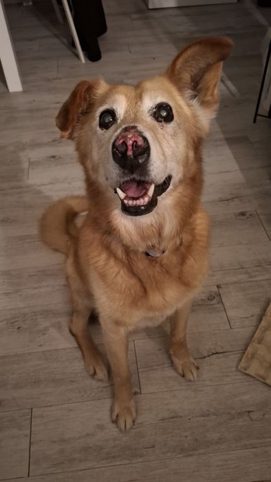 Beżowy psiak pilnie szuka nowego domu