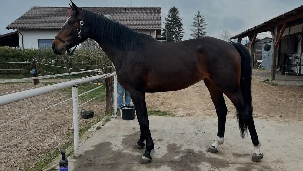 4-letnia klacz AES – potencjał sportowy i hodowlany.