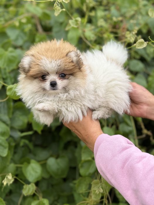 Lulu da pomerania femea
