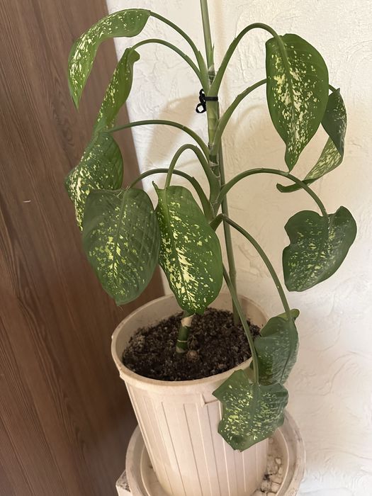 Дифенбахия пятнистая.