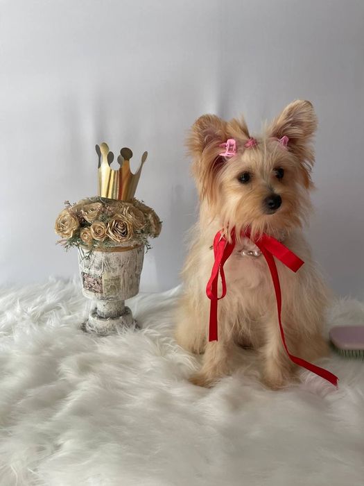 Помапу – краса, ніжність і любов в одному