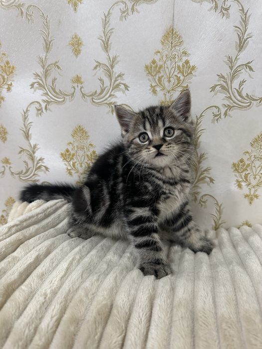 Шотландські кошенята