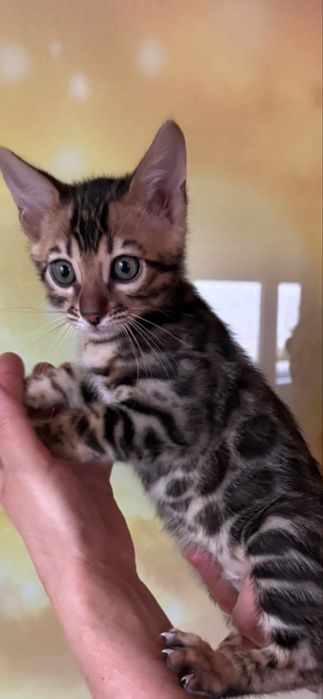 Бенгальські елітні кошенята шоу класу, офіційний розплідник