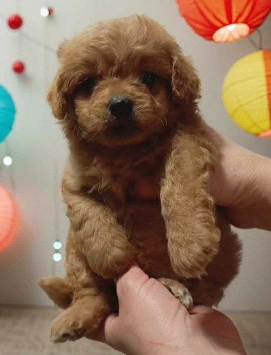 Мальтипу элегантный малыш.