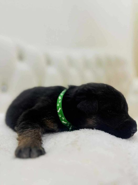 Owczarek Niemiecki, Długowłosy Piesek FCI, ZKwP. Do odbioru