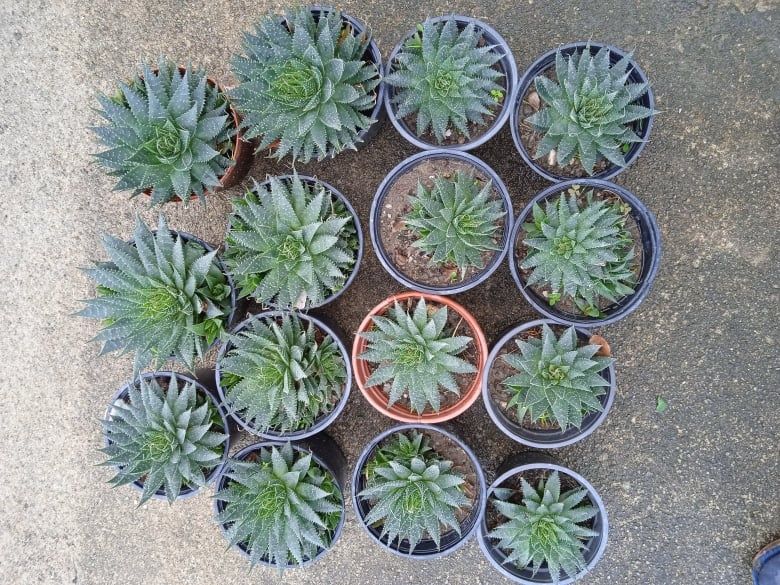 Catos ou suculentos para o seu jardim