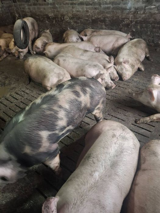 Продам або здам Дача+ферма