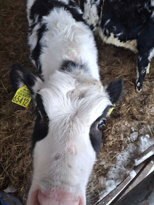 Jałowiki HO Żerłaki mleczne