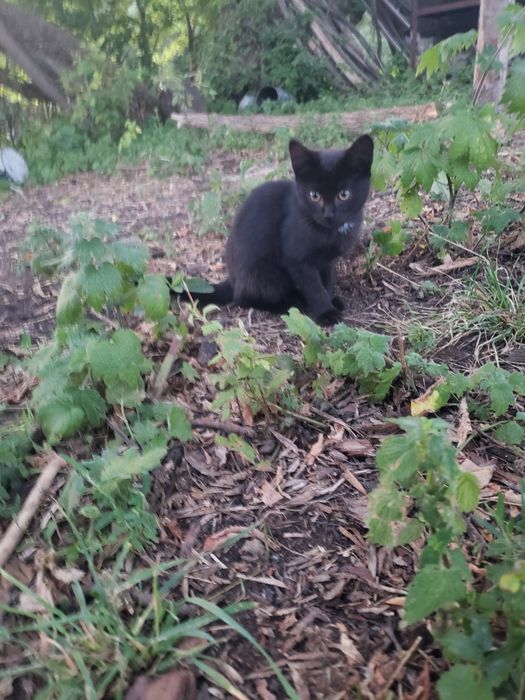 Котенята, котик, кошеня, кішка, кіт