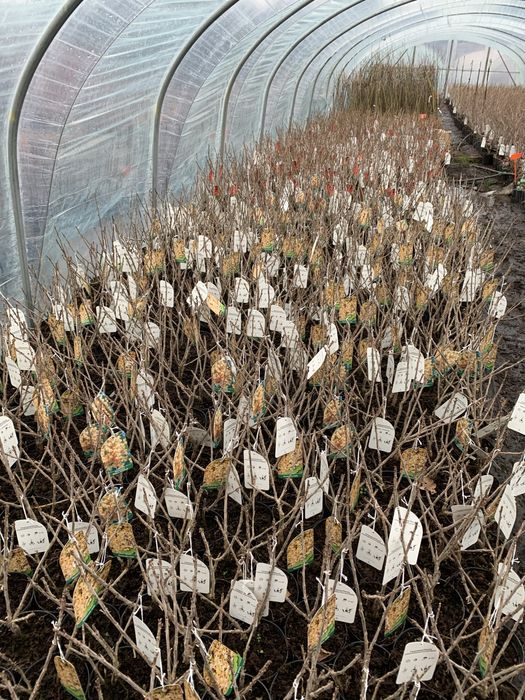 Porzeczka i Agrest Krzak i Na Pniu