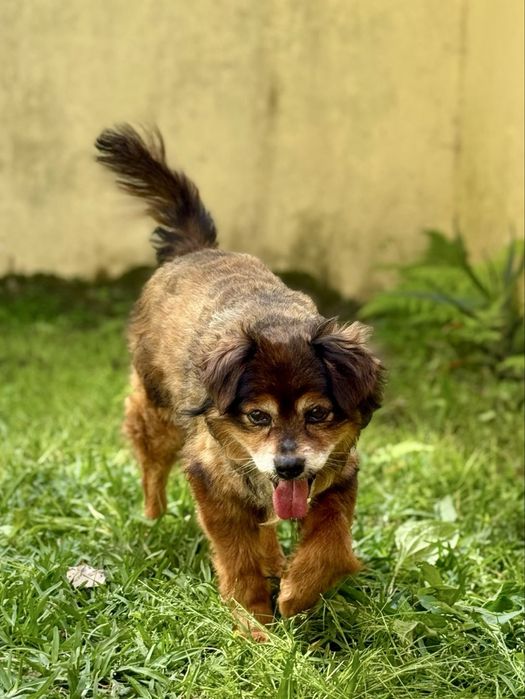Cãozinho para adoção responsável