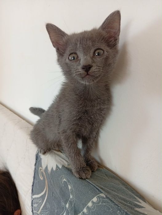Кошенята породи russian blue