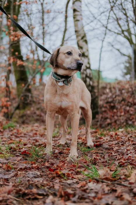 Meesi piesek ze schroniska w Rybniku