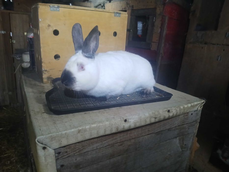 Samiec Kalifornijski z oceną