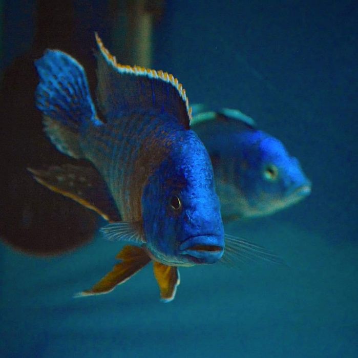 Ciclideos africanos malawi