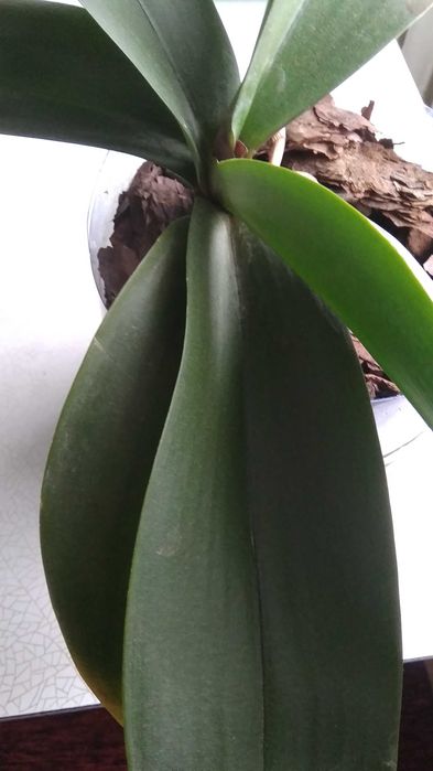 Орхидея сиренневая.