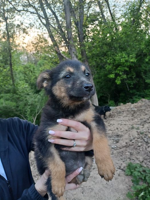 Щенята  3 місяці безкоштовно