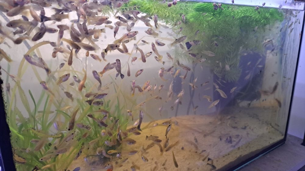 Gupik gupiki mix pakiet 30szt