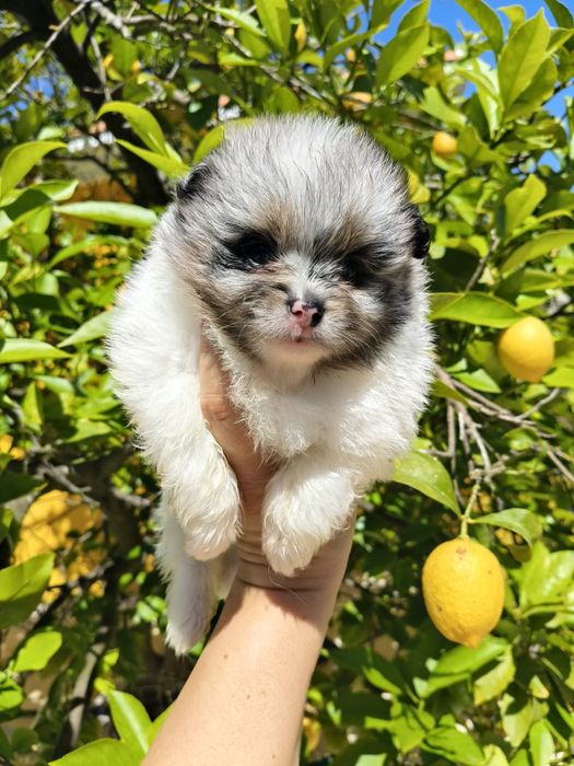 Spitz alemão menino Merle