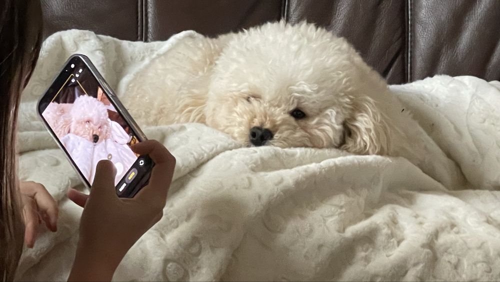 той  пудель  беби фейс цуценята