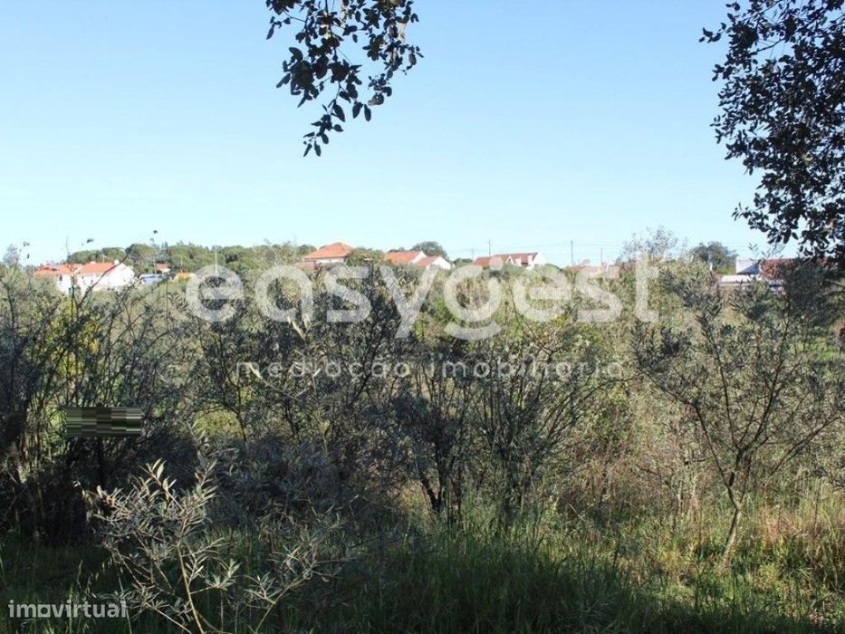 Terrenos com área total de 11080m2 maioritariamente Pinhal