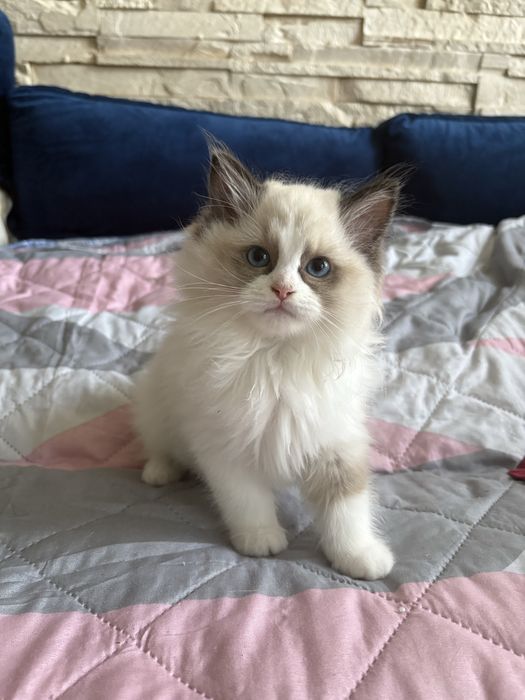 Ragdoll rodowod kot
