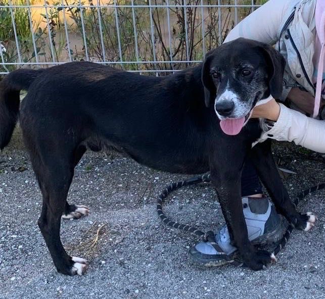 Beagle Dog/Beagle dog - a kind and gentle boy needs a loving home